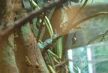 International Herp Symposium 2011