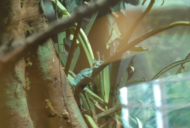 International Herp Symposium 2011