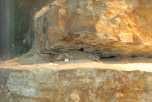 International Herp Symposium 2011