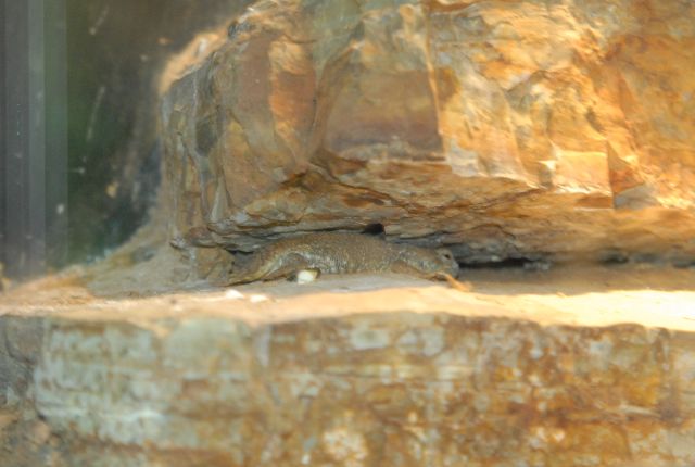 International Herp Symposium 2011