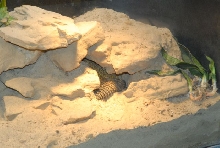 International Herp Symposium 2011