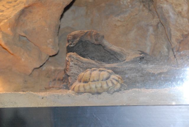 International Herp Symposium 2011
