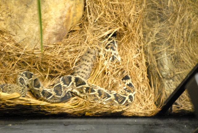 International Herp Symposium 2011