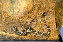 International Herp Symposium 2011