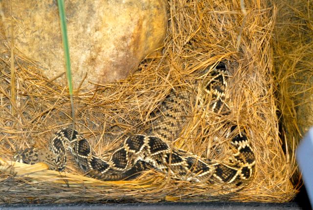 International Herp Symposium 2011