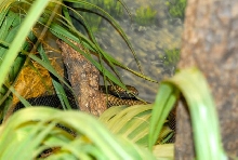 International Herp Symposium 2011