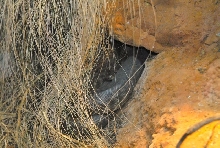International Herp Symposium 2011