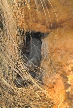 International Herp Symposium 2011