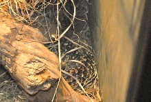 International Herp Symposium 2011