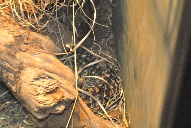 International Herp Symposium 2011