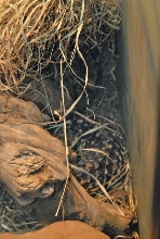 International Herp Symposium 2011