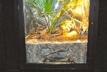 International Herp Symposium 2011