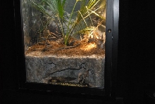 International Herp Symposium 2011