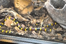 International Herp Symposium 2011