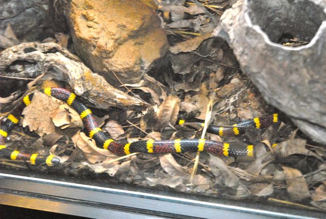 International Herp Symposium 2011
