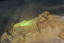 International Herp Symposium 2011