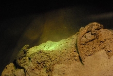 International Herp Symposium 2011