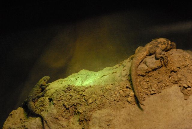 International Herp Symposium 2011