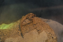 International Herp Symposium 2011