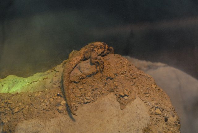 International Herp Symposium 2011