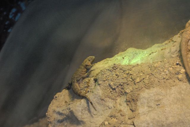 International Herp Symposium 2011