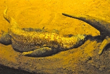 International Herp Symposium 2011
