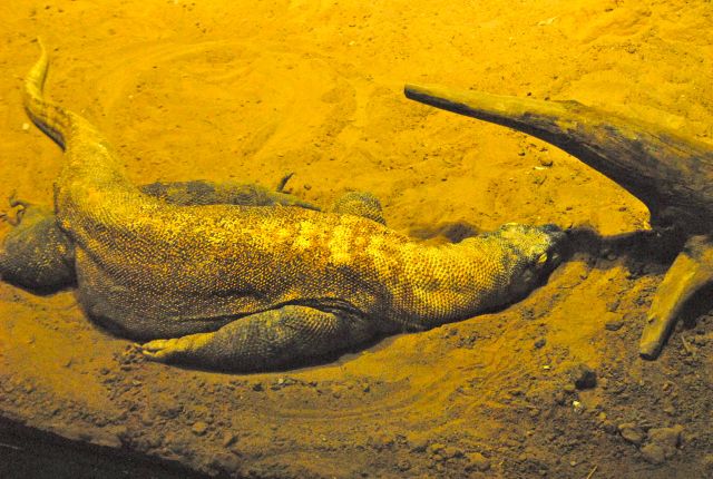 International Herp Symposium 2011