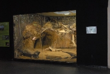 International Herp Symposium 2011