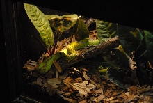International Herp Symposium 2011