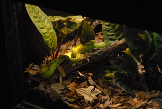 International Herp Symposium 2011