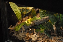 International Herp Symposium 2011