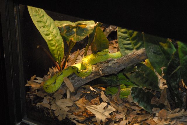 International Herp Symposium 2011
