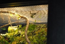 International Herp Symposium 2011