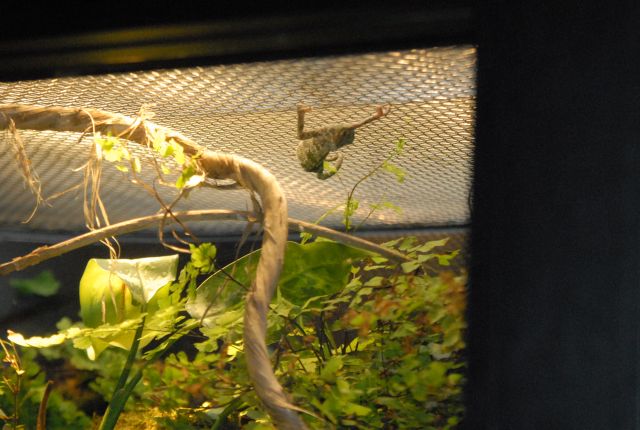 International Herp Symposium 2011