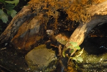 International Herp Symposium 2011