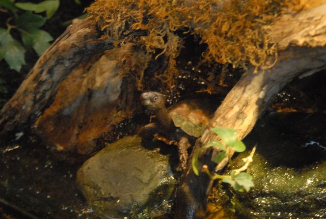 International Herp Symposium 2011