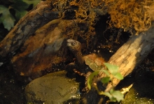 International Herp Symposium 2011