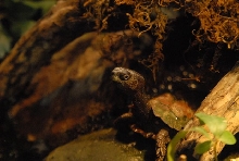 International Herp Symposium 2011
