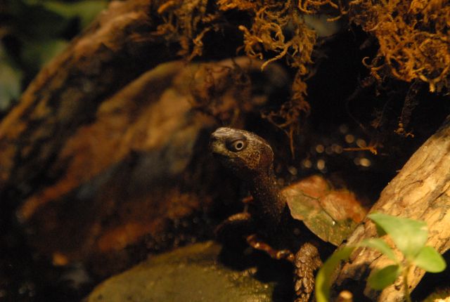International Herp Symposium 2011