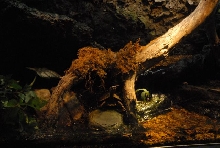 International Herp Symposium 2011