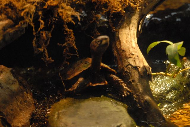International Herp Symposium 2011