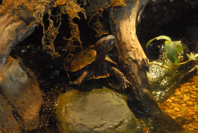 International Herp Symposium 2011