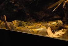 International Herp Symposium 2011