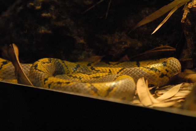 International Herp Symposium 2011