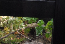 International Herp Symposium 2011