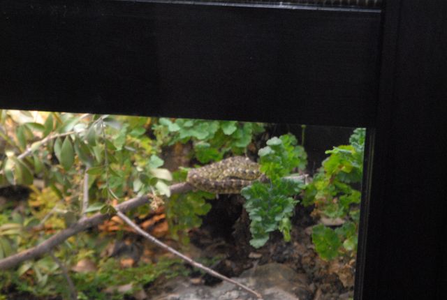 International Herp Symposium 2011