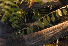 International Herp Symposium 2011