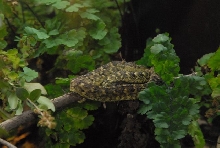 International Herp Symposium 2011