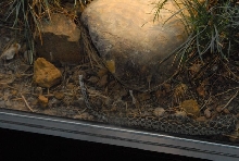 International Herp Symposium 2011
