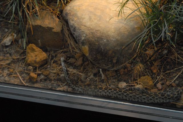 International Herp Symposium 2011